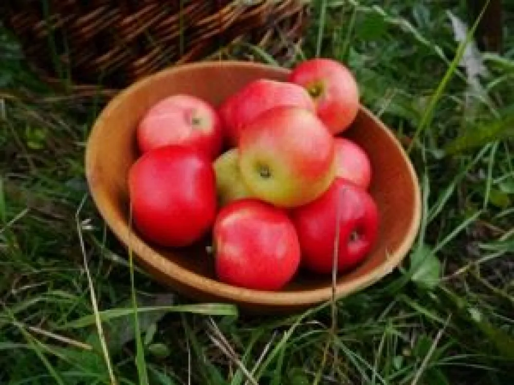 Grannas äppel
