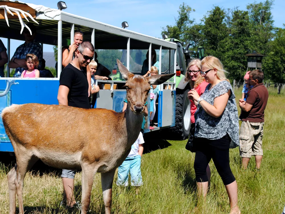 Käringsund Game Safari