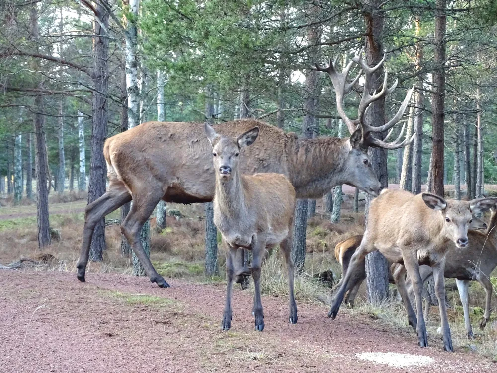 Käringsund Game Safari