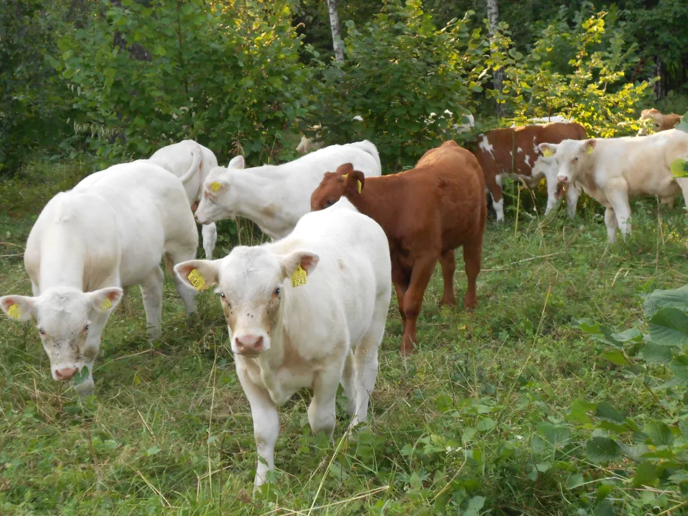 Harnäs Stugor: Röda Stugan