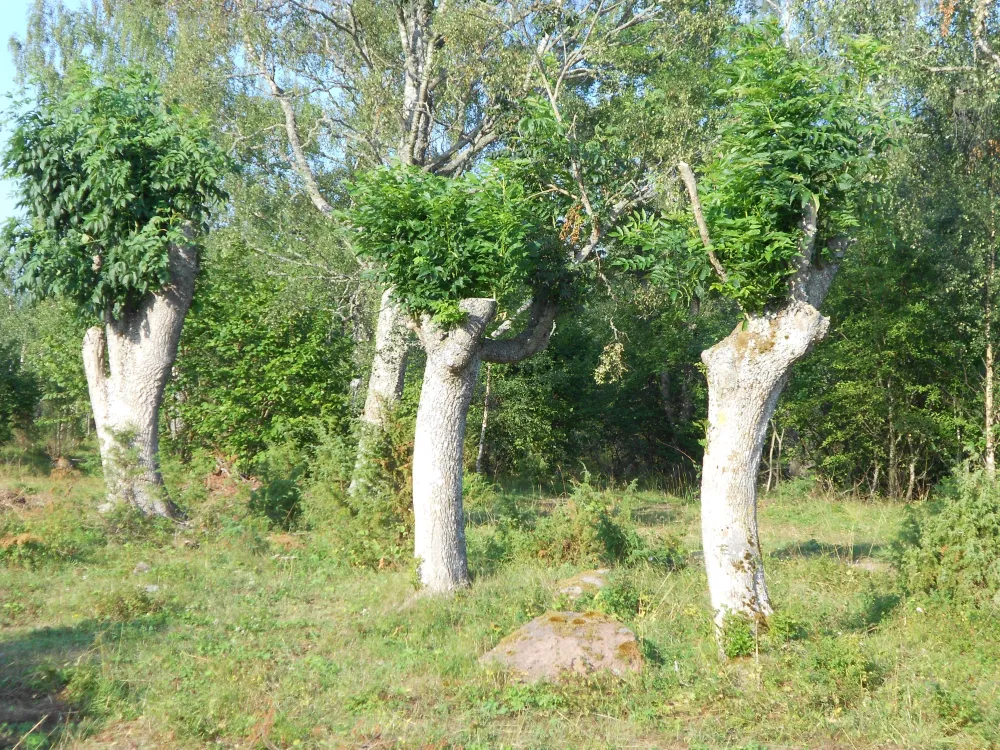 Harnäs Stugor: Gröna Stugan - Vihreä mökki
