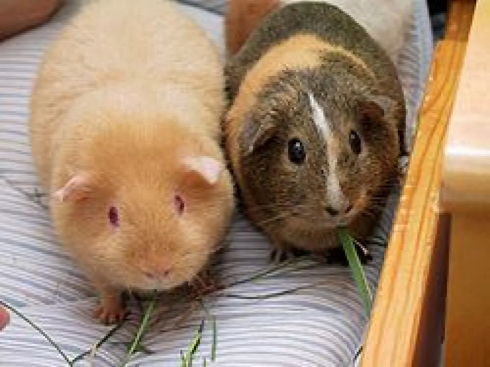 Smådjurskliniken Zoodiaken