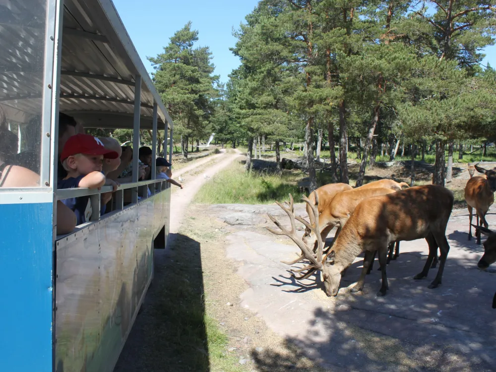 Käringsund Game Safari