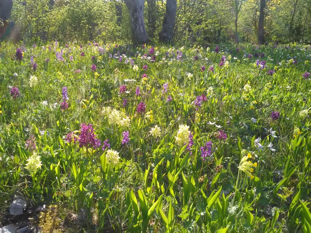 Nåtö 2−3,3 km − wooded meadows with stunning wildflowers