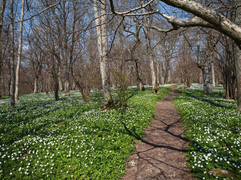 Ramsholmen 1,5 km − verdant wooded meadows with a scent of the sea and ramson