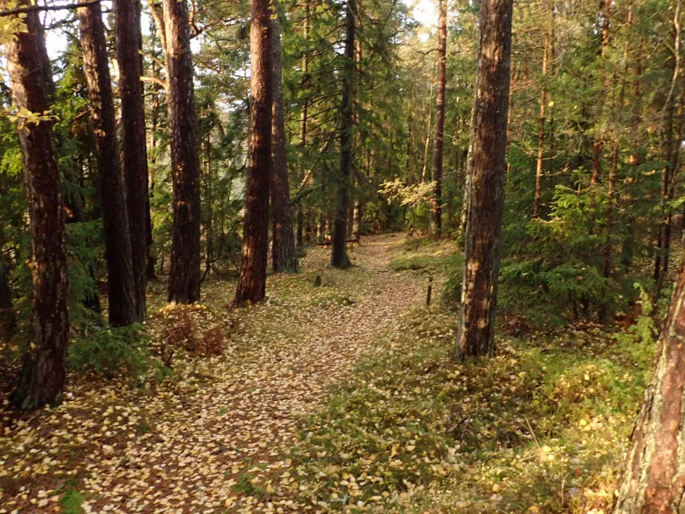Stornäset 2,5−5 km − forest walk in peaceful surroundings