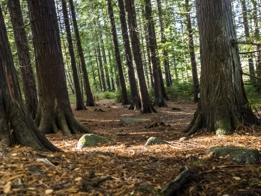 Godby Arboretum − vierasperäisiä lajeja Ahvenanmaan luonnossa