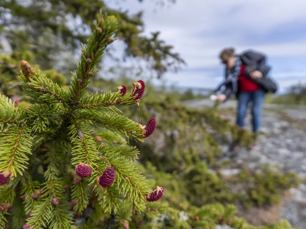 Lappo 5 km – archipelago nature and a midsummer pole