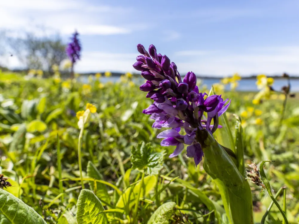 Ramsholmen 1,8 km − verdant wooded meadows with a scent of the sea and ramson