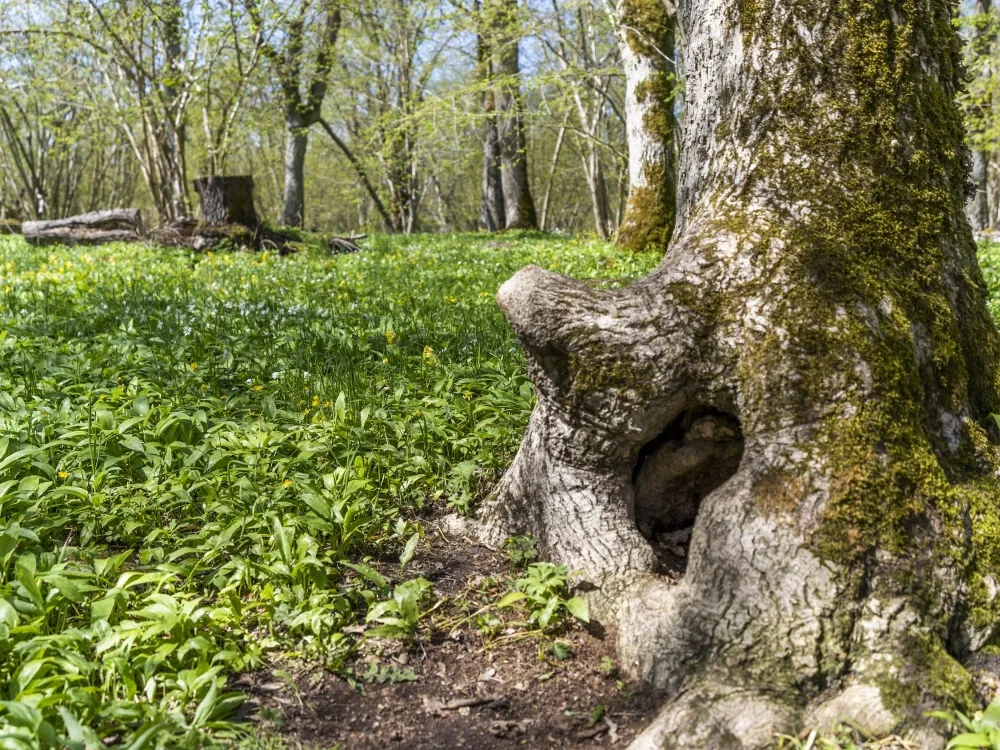 Ramsholmen 1,8 km − verdant wooded meadows with a scent of the sea and ramson