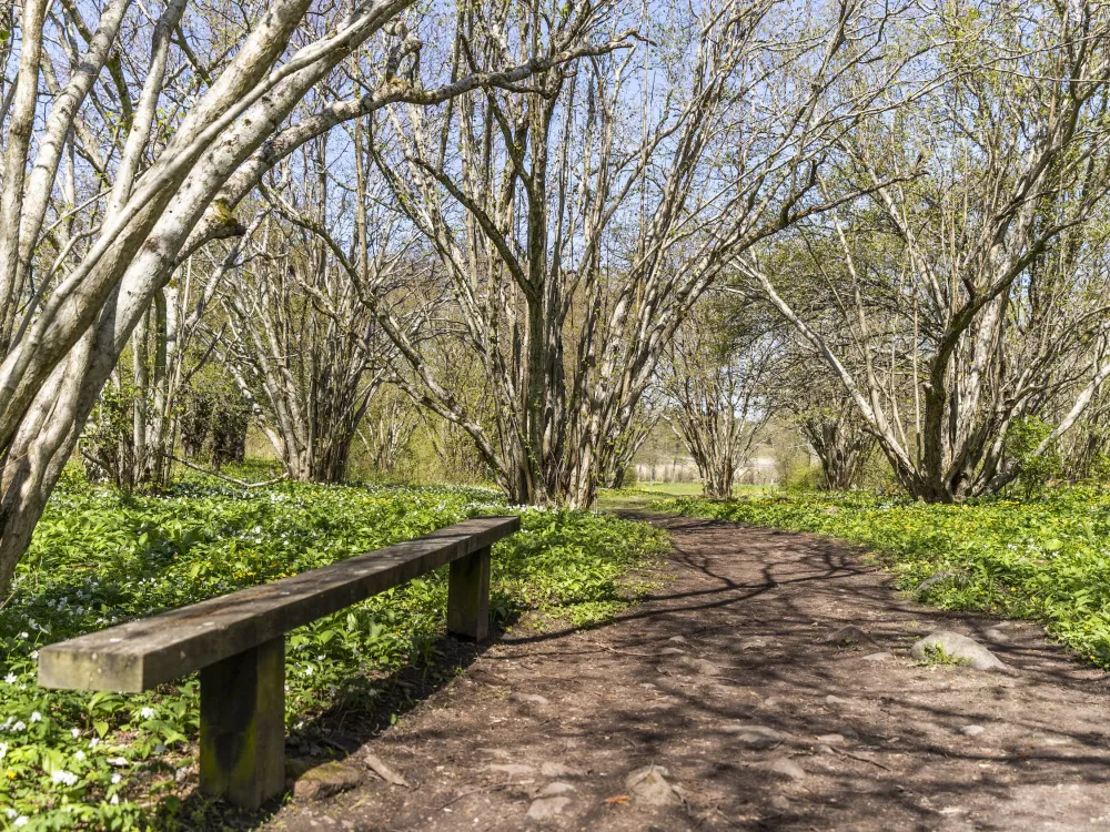 Ramsholmen 1,8 km − verdant wooded meadows with a scent of the sea and ramson