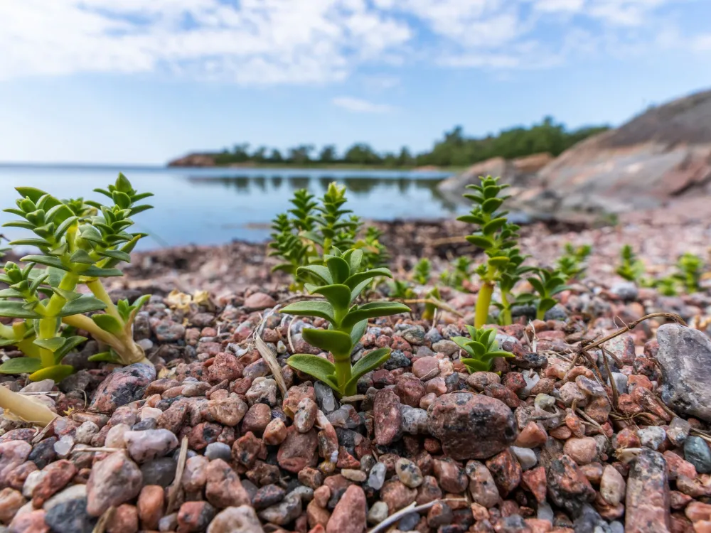 Stangnäs–Sandvik 8 km – jättegrytor och klippstrand