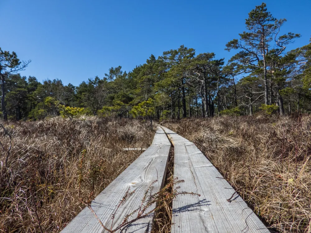 Träsket 3,8 km – myrmarkskomplex med variation