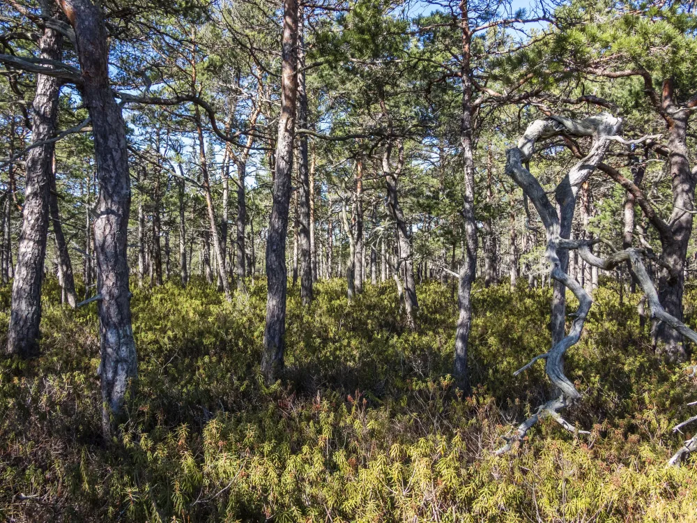 Träsket 3,8 km – myrmarkskomplex med variation